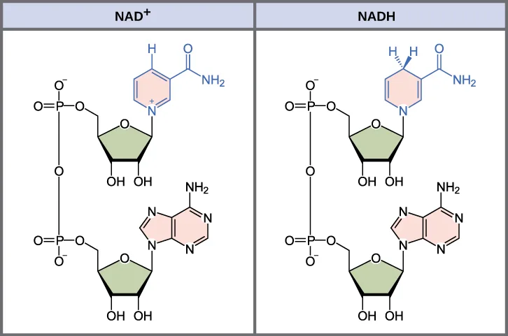 Side-by-side molecular structures of NAD⁺ and NADH, each a two-part nucleotide joined by a shared phosphate backbone.