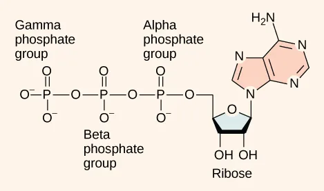 The molecular structure of ATP: an adenine ring joined to a ribose sugar, joined in turn to a chain of three phosphate groups labeled alpha, beta, and gamma.