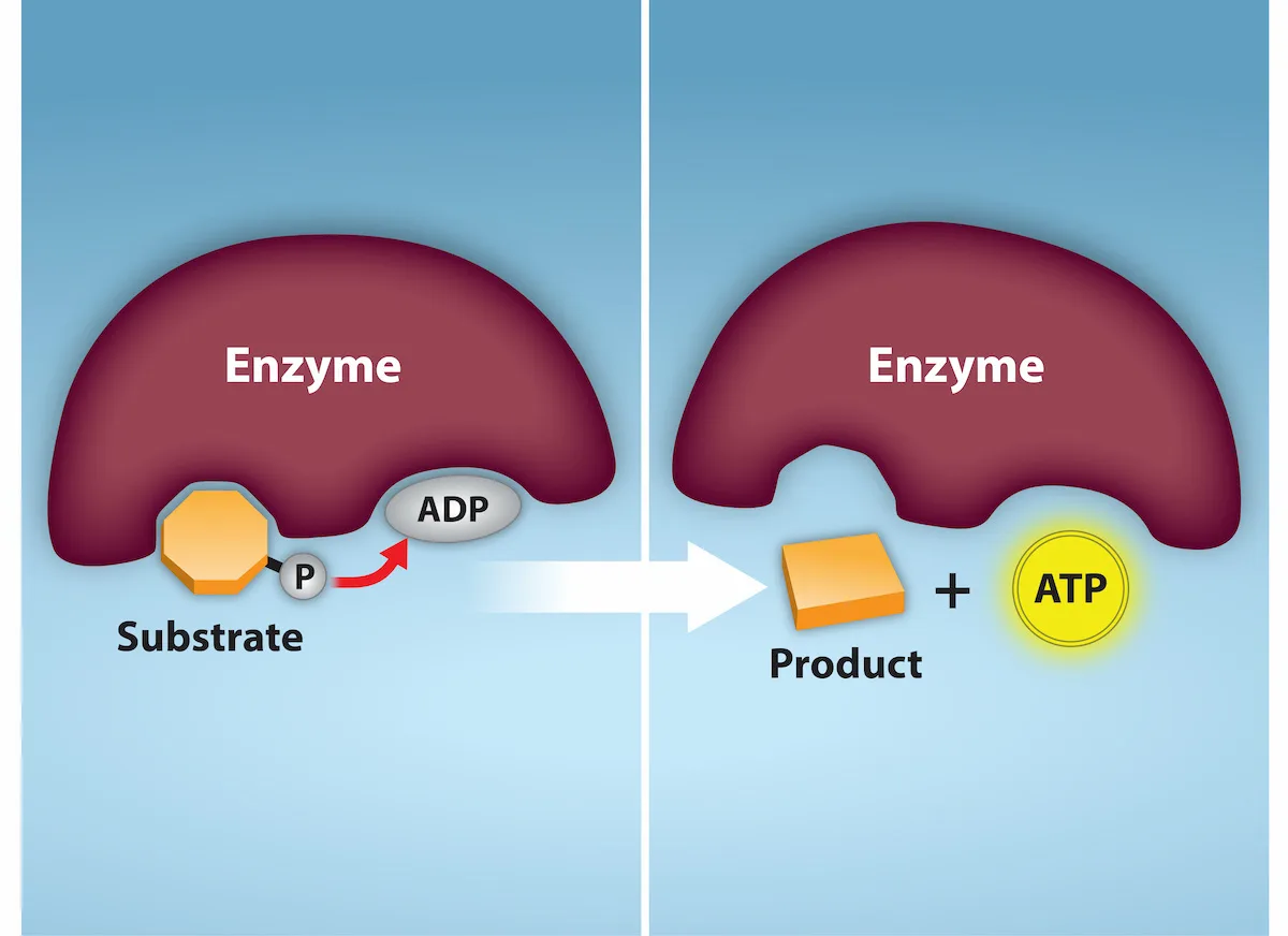 A substrate-level phosphorylation reaction shown before and after: a phosphate group is transferred from a substrate to ADP, forming ATP.