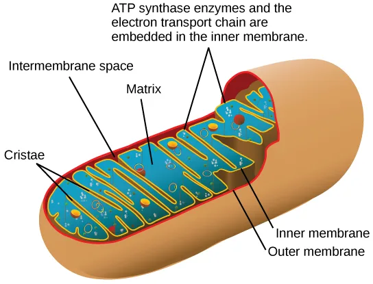 A cutaway illustration of a mitochondrion, labeling the outer membrane, inner membrane, cristae, intermembrane space, and matrix, with ATP synthase and the electron transport chain embedded in the inner membrane.