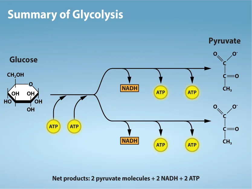 A flow diagram of glycolysis. Glucose is phosphorylated twice using two ATP, then split into two branches that each produce one NADH and two ATP, yielding a net total of two pyruvate molecules, two NADH, and two ATP.