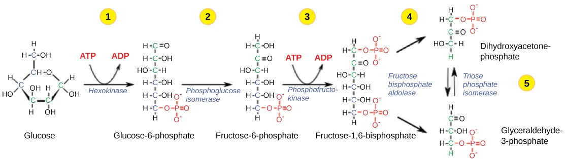 The five steps of the first half of glycolysis, drawn as a chain of chemical structures from glucose to two three-carbon molecules, with the enzyme catalyzing each step named above its arrow and the ATP spent at steps one and three shown as curved arrows.