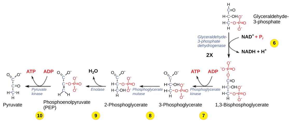 The five steps of the second half of glycolysis, drawn as a chain of chemical structures from glyceraldehyde-3-phosphate to pyruvate, with the enzyme catalyzing each step named above its arrow and the ATP produced at steps seven and ten shown as curved arrows.