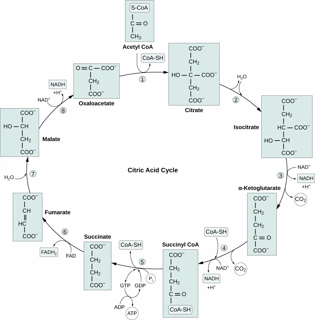 A circular labeled diagram of the eight-step citric acid cycle, showing the structural formula of each intermediate — citrate, isocitrate, α-ketoglutarate, succinyl CoA, succinate, fumarate, malate, and oxaloacetate — connected by numbered arrows, with CO₂, NADH, FADH₂, and GTP/ATP released at the steps that produce them.