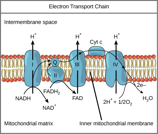 A diagram of the electron transport chain in the inner mitochondrial membrane, showing four labeled protein complexes, I through IV, plus the mobile carriers Q and cytochrome c (Cyt c). NADH is oxidized at complex I and FADH₂ at complex II; both hand their electrons to Q, which passes them to complex III, then to Cyt c, then to complex IV, where they combine with H⁺ and O₂ to form H₂O. Complexes I, III, and IV each pump H⁺ from the mitochondrial matrix into the intermembrane space.
