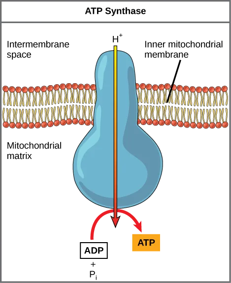 A diagram of ATP synthase, a bulb-shaped protein complex embedded in the inner mitochondrial membrane, with the intermembrane space above the membrane and the mitochondrial matrix below. An arrow labeled H⁺ passes down through the center of the complex from the intermembrane space to the matrix, and a curved arrow at the bottom shows ADP and inorganic phosphate combining to form ATP.