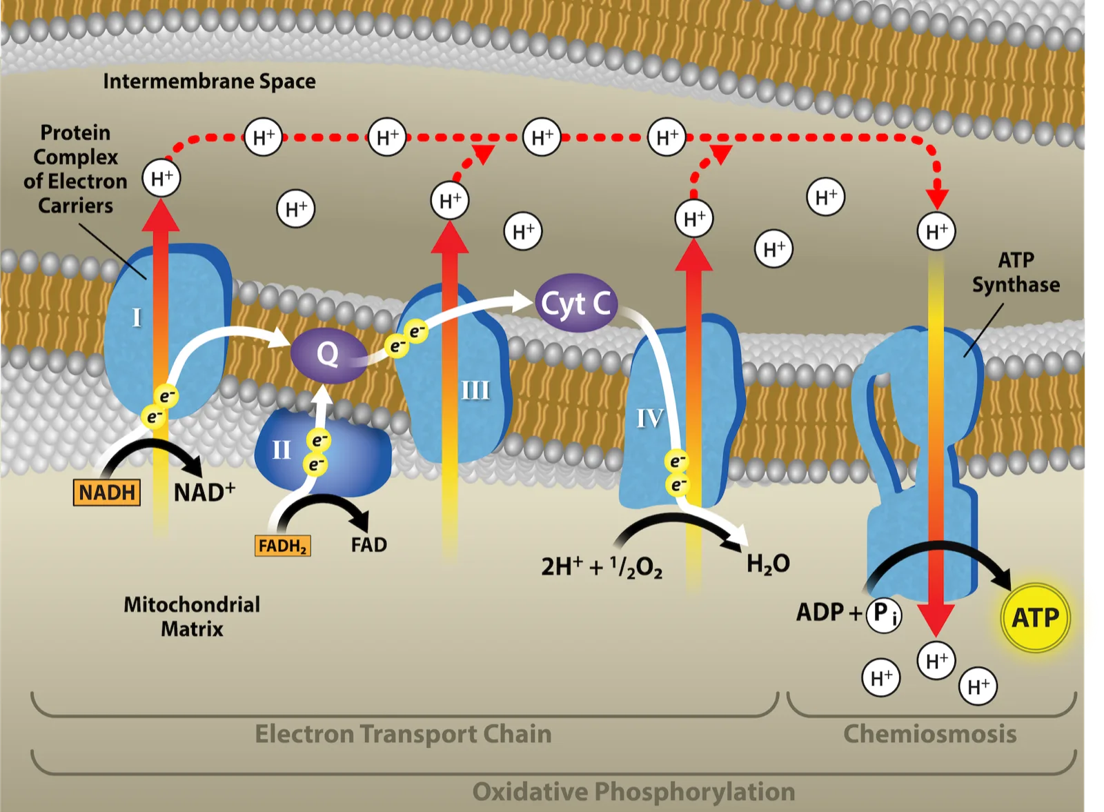 A diagram of the electron transport chain, ATP synthase, and chemiosmosis together, showing the four complexes pumping H⁺ into the intermembrane space and ATP synthase using the returning H⁺ current to convert ADP and inorganic phosphate into ATP.