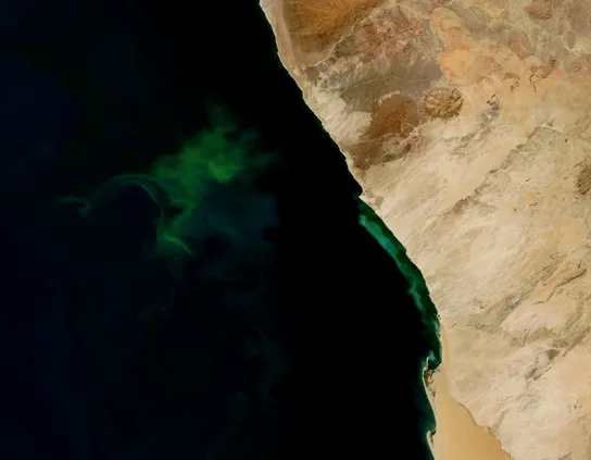 A satellite photo of a coastline where a green bloom of sulfate-reducing bacteria colors the dark ocean water near the shore, contrasting with the tan desert land along the coast.