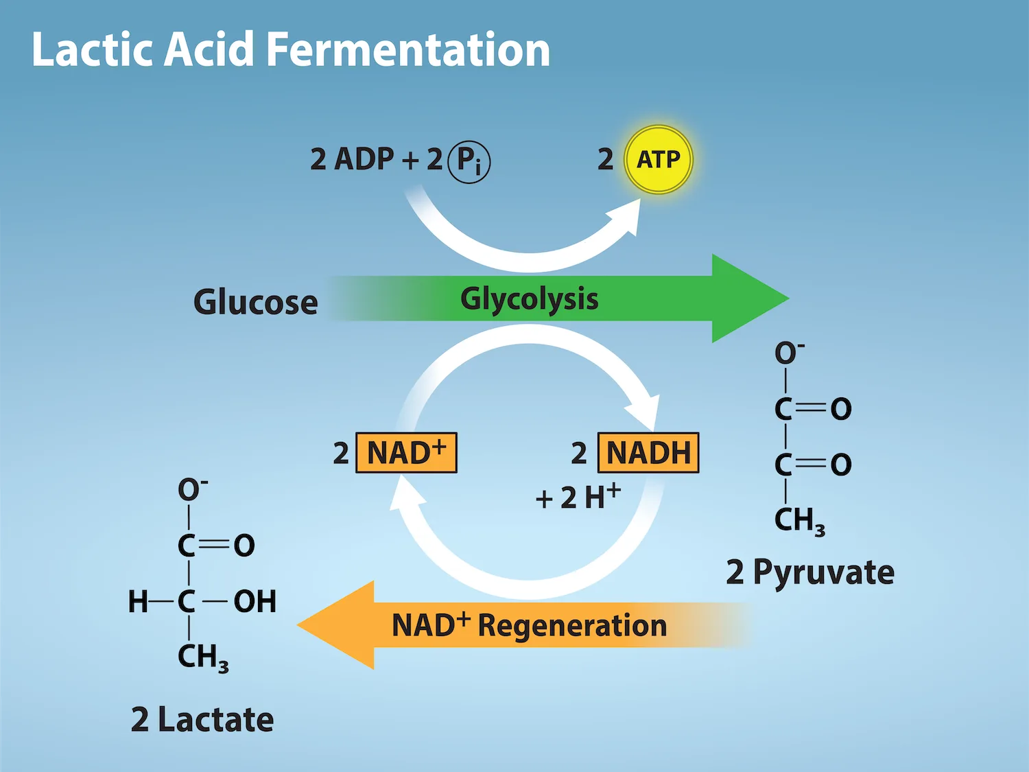 A diagram titled Lactic Acid Fermentation: glycolysis converts glucose to two pyruvate molecules while regenerating two ATP from ADP and phosphate; a cycle of two NAD⁺ and two NADH shows fermentation reoxidizing the NADH back to NAD⁺ while converting the two pyruvate molecules to two lactate molecules.