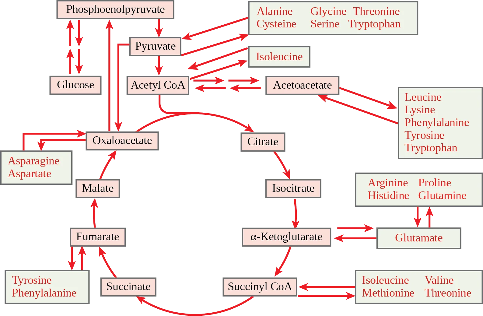 A citric acid cycle diagram (glucose through oxaloacetate) surrounded by pale-green boxes of amino acids, each linked by arrows to the cycle intermediate its carbon skeleton feeds into — pyruvate, acetyl CoA (via acetoacetate), glutamate (feeding alpha-ketoglutarate), succinyl CoA, fumarate, or oxaloacetate — showing how amino acids from protein catabolism enter glucose catabolism.