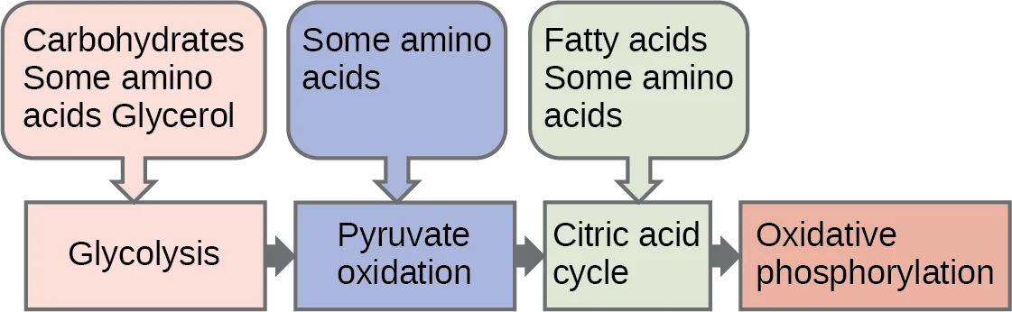 A flow chart of four connected process boxes — glycolysis, pyruvate oxidation, the citric acid cycle, and oxidative phosphorylation — each of the first three fed by an arrow from a labeled input box above naming the fuels (carbohydrates, amino acids, glycerol, fatty acids) that enter at that step.