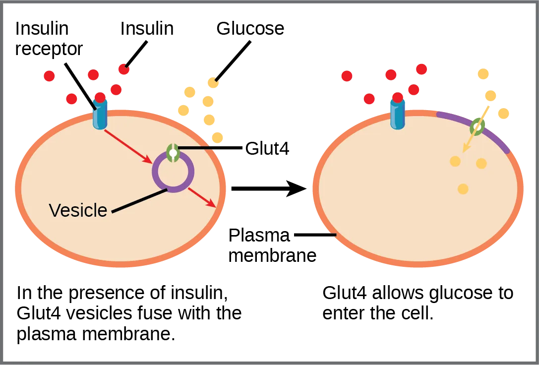 Two labeled cell diagrams showing insulin binding a receptor, a Glut4-carrying vesicle fusing with the plasma membrane, and glucose then entering the cell through Glut4.