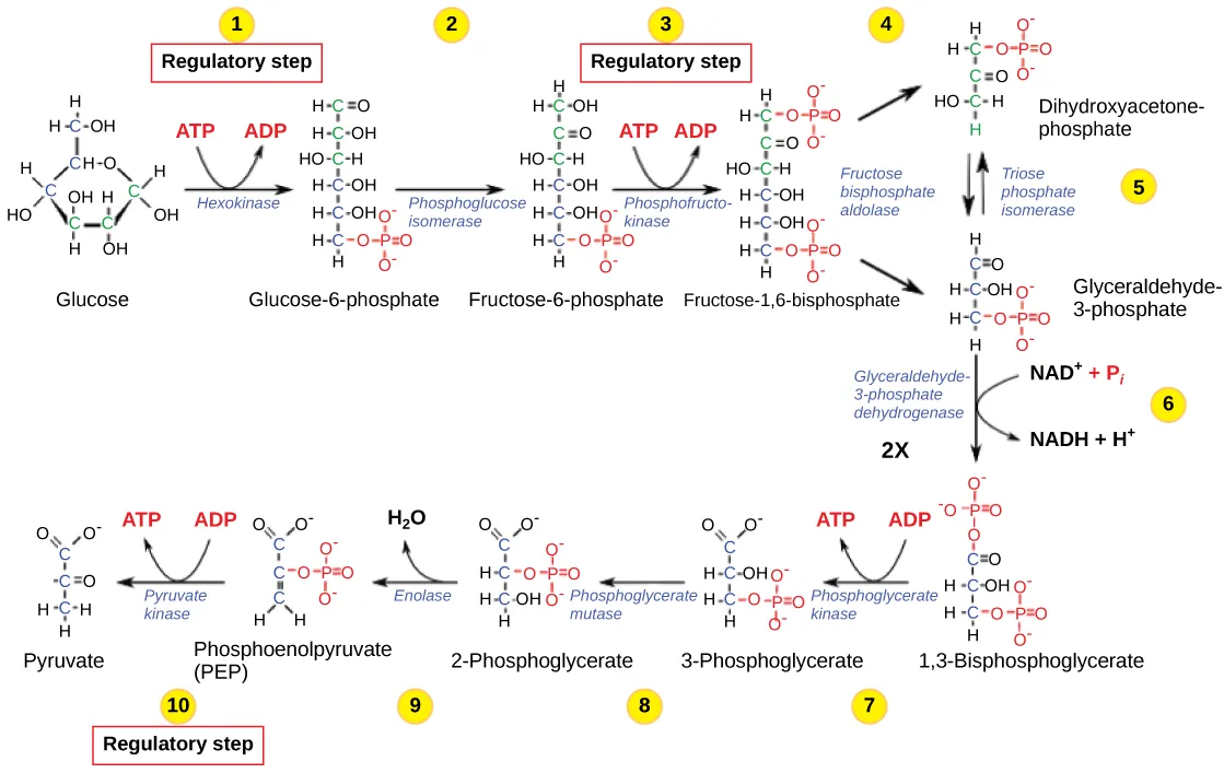 A flow chart of the ten-step glycolysis pathway from glucose to two pyruvate molecules, with three regulatory steps outlined in red boxes: step 1 (hexokinase), step 3 (phosphofructokinase), and step 10 (pyruvate kinase). The first two regulatory steps each hydrolyze an ATP; the tenth produces an ATP.