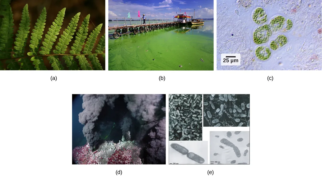 Photo a shows a fern leaf. Photo b shows thick, green algae growing on water. Micrograph c shows cyanobacteria, which are green rods about 10 microns long. Photo d shows black smoke pouring out of a deep sea vent covered with red worms. Micrograph e shows rod-shaped bacteria about 1.5 microns long.