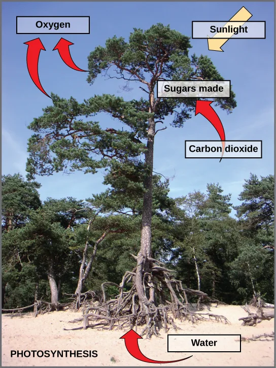 A photo of a pine tree on sandy ground, labeled PHOTOSYNTHESIS, with boxed labels and arrows overlaid: a pale yellow arrow from a "Sunlight" box points down into the canopy; a red arrow from a "Water" box at the bottom curves up into the roots; a red arrow rising from behind a "Carbon dioxide" box at the right curves up into a "Sugars made" box in the canopy; and two red arrows curve up and out of the canopy to an "Oxygen" box at the top left.