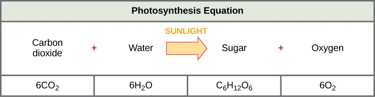 A graphic titled 'Photosynthesis Equation.' The top row reads carbon dioxide plus water, with an arrow labeled sunlight, pointing to sugar plus oxygen. The row below repeats the same equation with coefficients: 6CO2 plus 6H2O yields C6H12O6 plus 6O2.