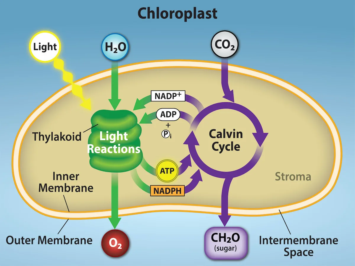 A diagram of a chloroplast with light and water entering the light reactions on the left and carbon dioxide entering the Calvin cycle on the right; arrows carry ATP and NADPH from the light reactions to the Calvin cycle, and ADP, phosphate, and NADP+ back again; oxygen leaves the light reactions and sugar (CH2O) leaves the Calvin cycle.