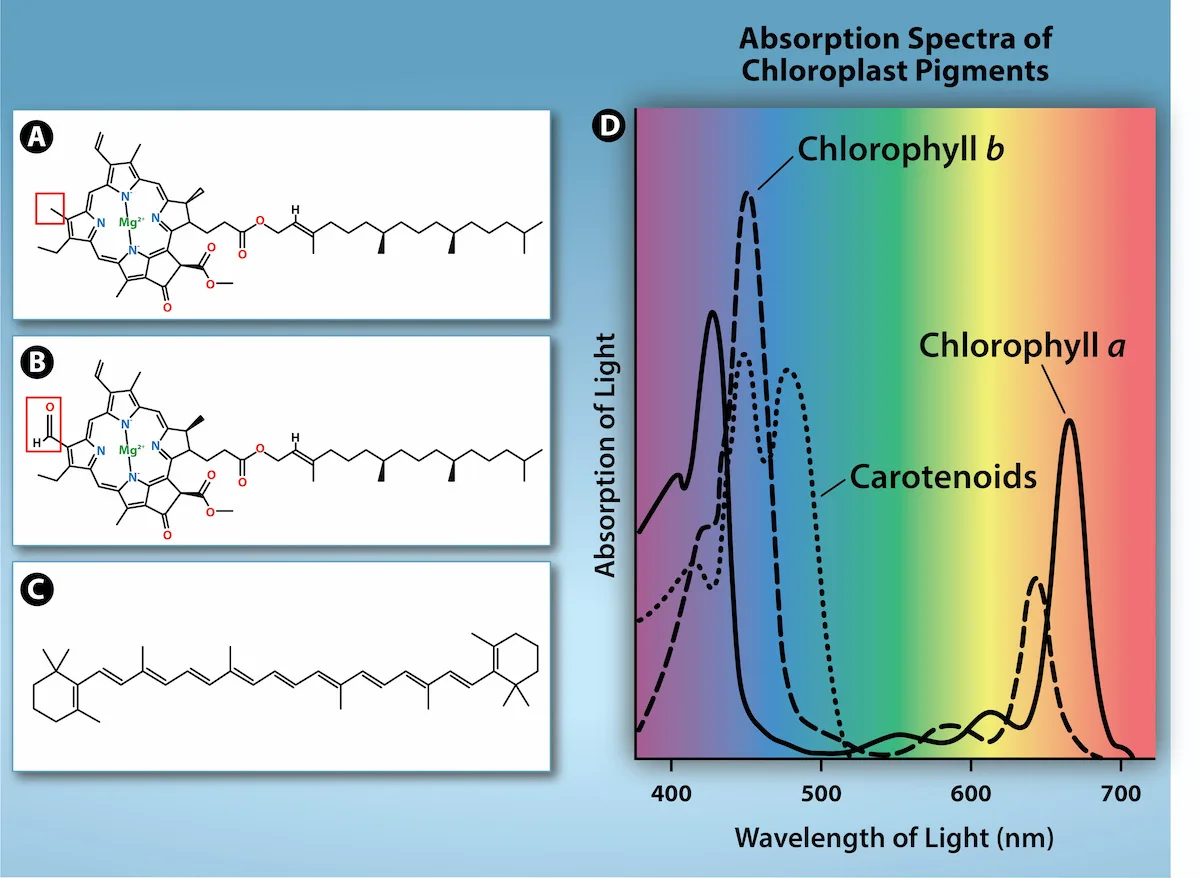Chemical structures of chlorophyll a, chlorophyll b, and β-carotene, alongside a chart of their absorbance spectra across the visible spectrum.