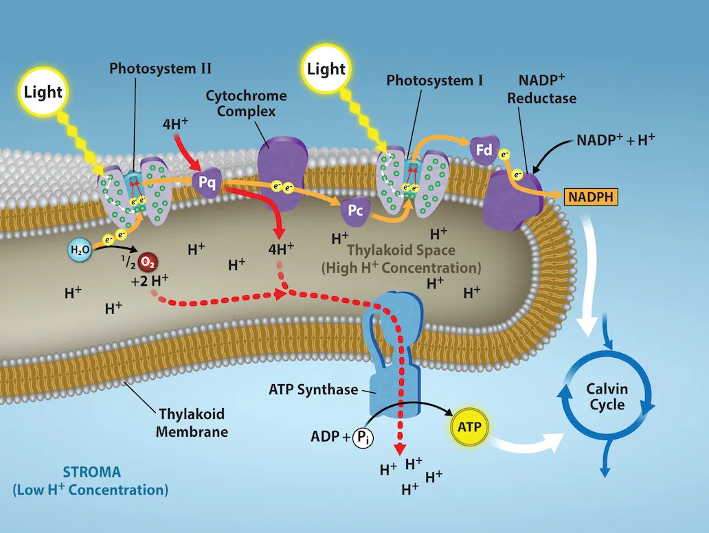 A diagram of the thylakoid membrane showing, left to right, photosystem II, the cytochrome complex, photosystem I, and NADP⁺ reductase, with ATP synthase in a separate stretch of membrane. Arrows trace an electron's path from photosystem II through plastoquinone (Pq), the cytochrome complex, and plastocyanin (Pc) to photosystem I, and from there through ferredoxin (Fd) to NADP⁺ reductase, which combines the electron with NADP⁺ and a proton to form NADPH.