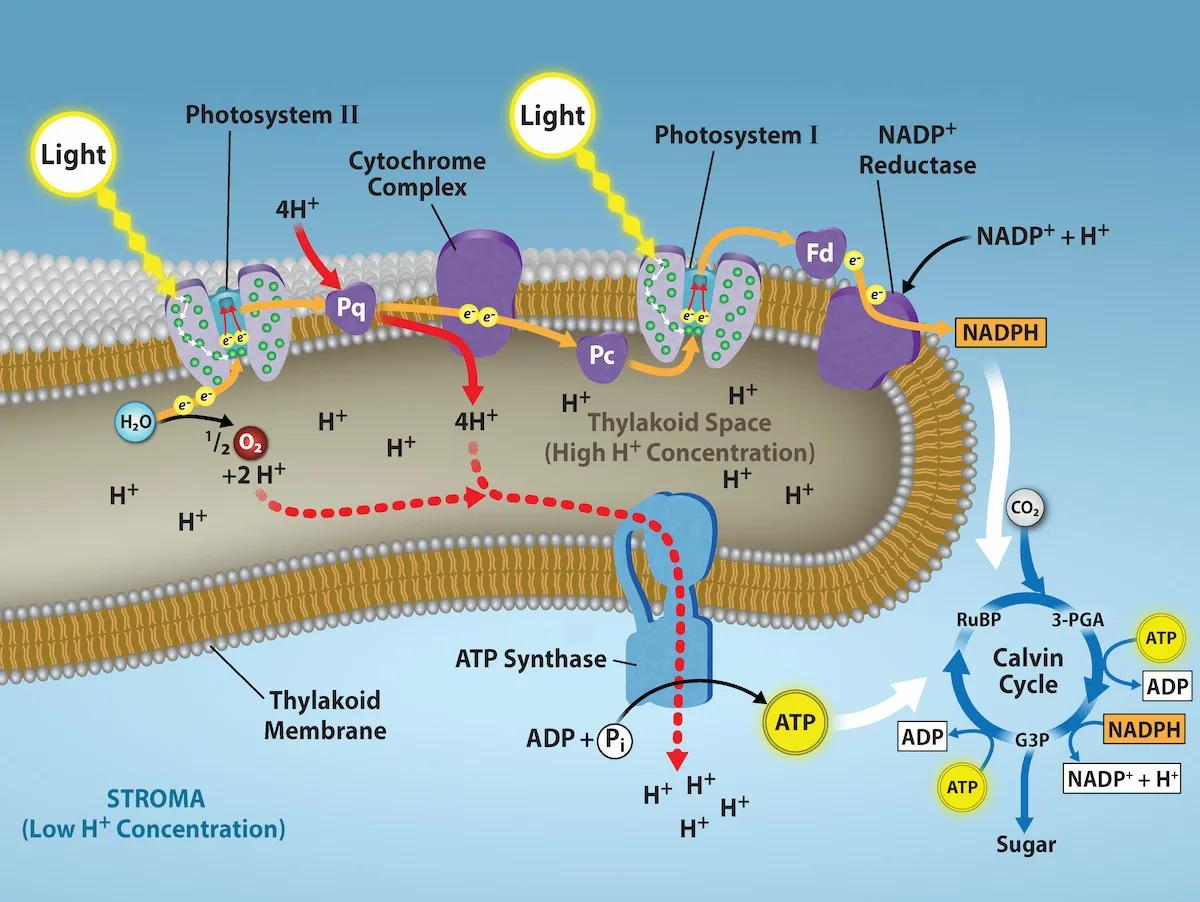 A diagram of the thylakoid membrane in which light striking Photosystem II and Photosystem I drives an electron transport chain that pumps hydrogen ions into the thylakoid space and produces ATP and NADPH, which then feed into the Calvin cycle.