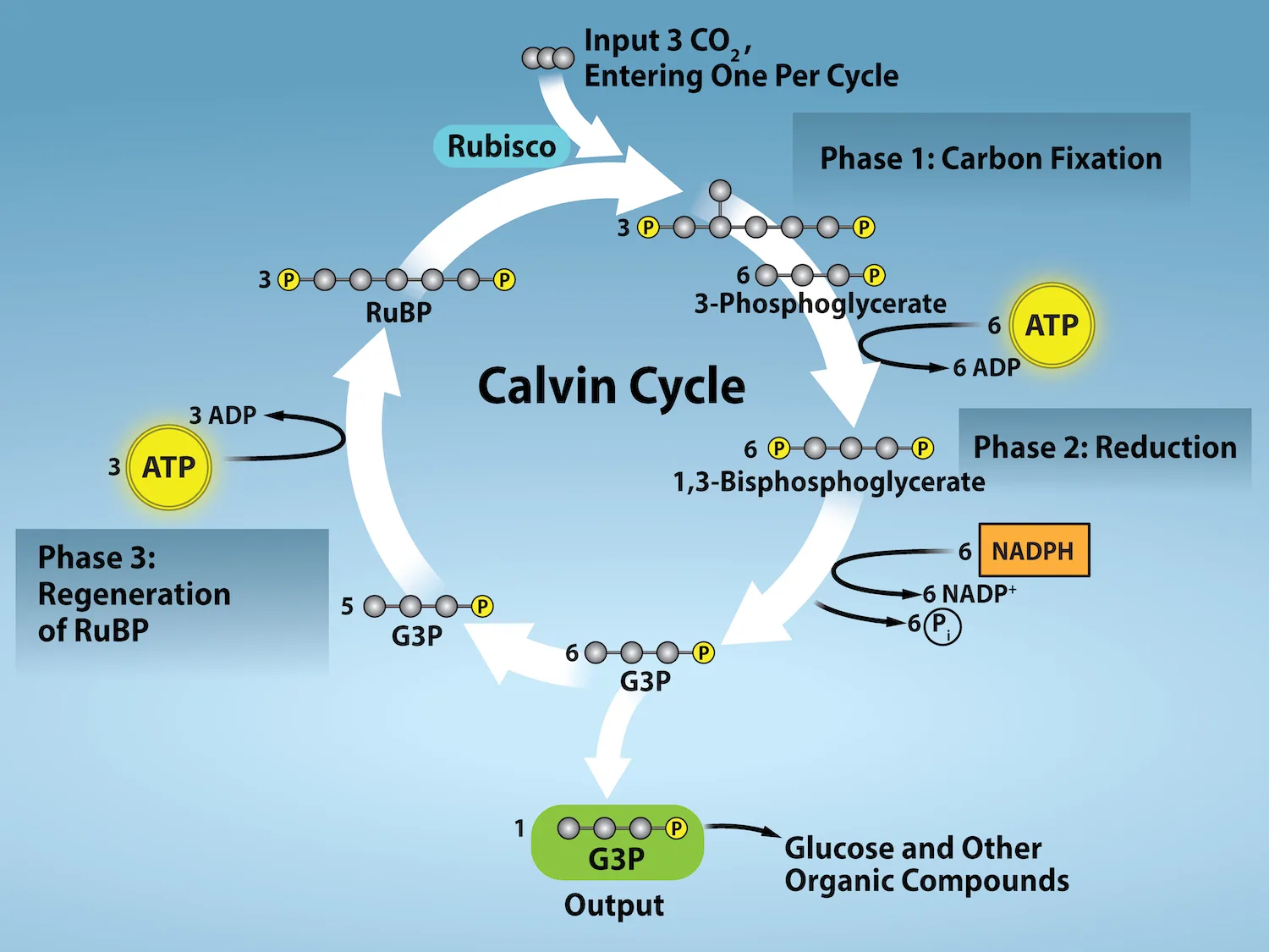 A three-stage diagram of the Calvin cycle: carbon fixation, reduction, and regeneration of RuBP, with three CO₂ molecules entering at the top and one G3P exiting at the bottom to form glucose and other organic compounds.