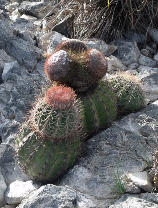 A cluster of round, spiny cacti, some green and some dried reddish-brown at the top, growing wedged among light gray rocks.