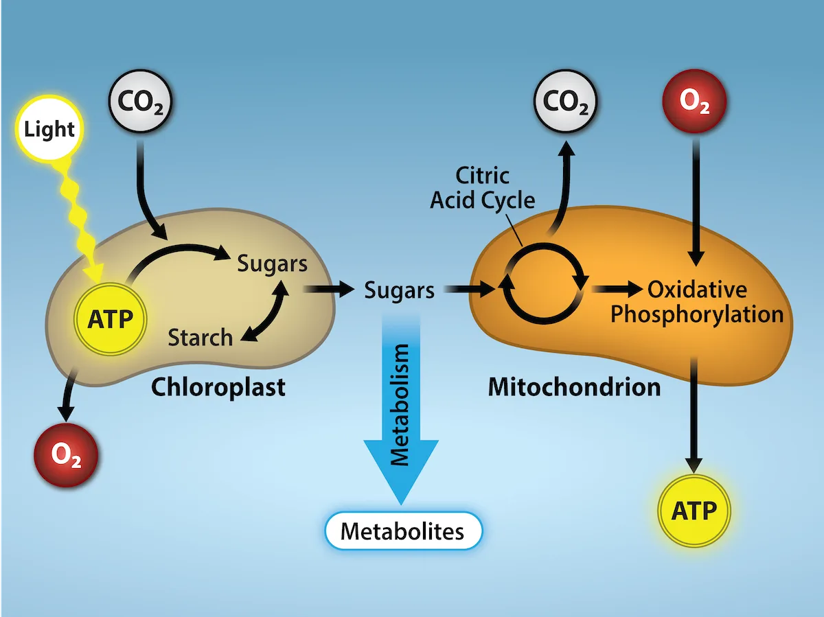 A diagram connecting photosynthesis in a chloroplast with cellular respiration in a mitochondrion, joined by an arrow labeled Metabolism.