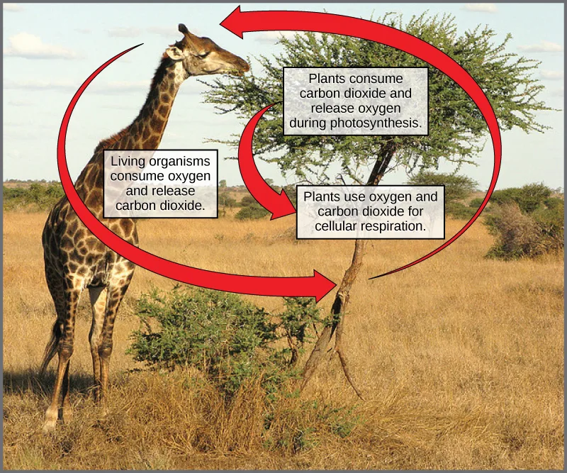 A photo of a giraffe eating from an acacia tree, overlaid with a red arrow forming a loop between the giraffe and the tree and three text boxes describing the gas exchange between them.