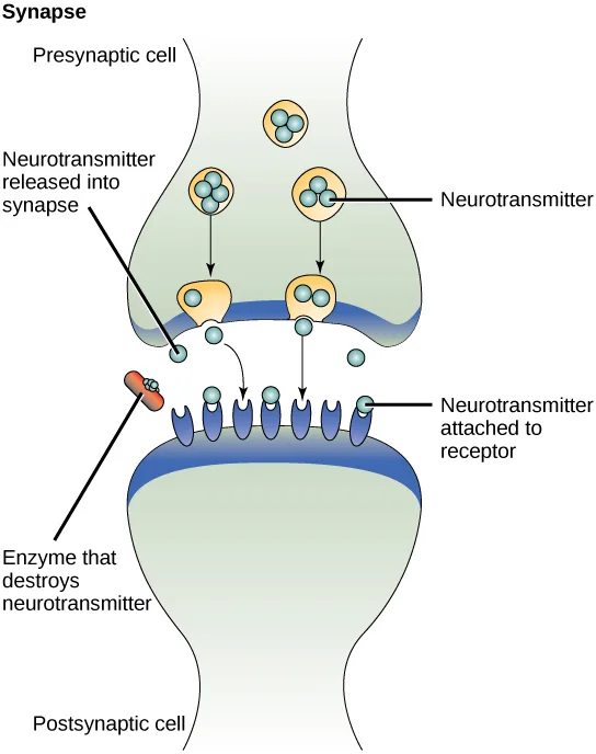 A synapse diagram: a bulbous presynaptic cell terminal sits above a postsynaptic cell membrane studded with receptors. Round vesicles inside the presynaptic terminal release neurotransmitter molecules into the gap between the cells; the released molecules diffuse across and bind receptors on the postsynaptic membrane, while an enzyme positioned in the gap breaks down unbound neurotransmitter.