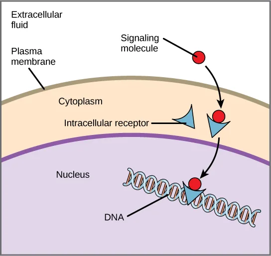 A cross-section diagram: a signaling molecule in the extracellular fluid crosses the plasma membrane into the cytoplasm, binds an intracellular receptor there, and the resulting complex crosses into the nucleus and binds DNA.