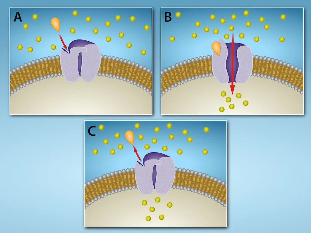 Three side-by-side panels, A, B, and C, showing a gated ion-channel receptor embedded in the plasma membrane, with small yellow ions scattered above and below it. In panel A the channel is closed as a signaling molecule approaches from outside. In panel B the signaling molecule is bound and the channel is open, letting ions flow through into the cell interior. In panel C the signaling molecule has detached and the channel is closed again.