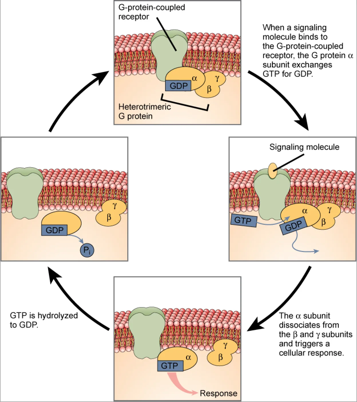 A cyclic diagram of four stages showing a G-protein-coupled receptor and its heterotrimeric G protein (alpha, beta, and gamma subunits) exchanging GDP for GTP when a signaling molecule binds, then dissociating to trigger a cellular response before the alpha subunit hydrolyzes GTP back to GDP and the cycle restarts.
