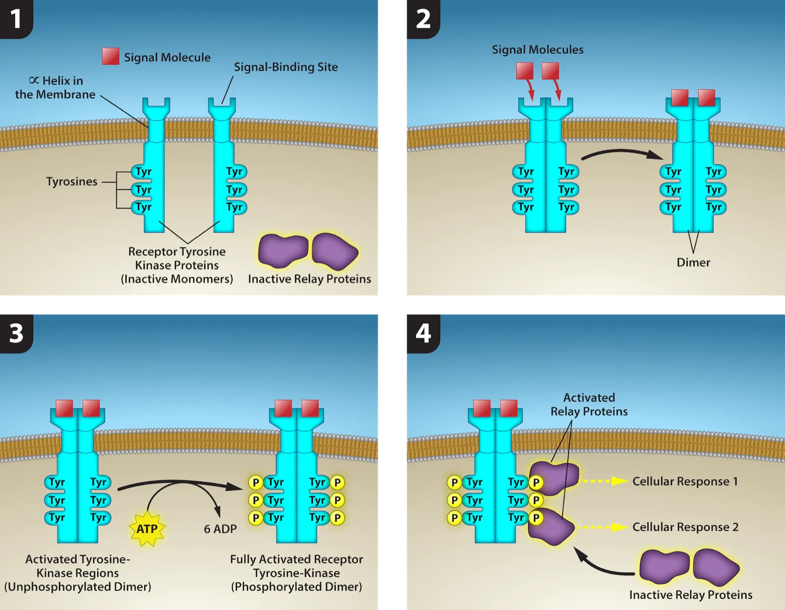 Four numbered panels showing two receptor tyrosine kinase monomers embedded in the plasma membrane. Upon binding of a signaling molecule to the extracellular domain, the receptors dimerize. Tyrosine residues on the intracellular surface are then phosphorylated, and the phosphorylated receptor recruits relay proteins that produce Cellular Response 1 and Cellular Response 2.
