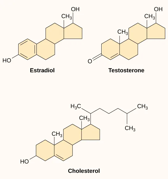 Chemical structures of estradiol, testosterone, and cholesterol, each drawn as a fused four-ring skeleton with a hydroxyl (OH) or ketone (=O) group and methyl (CH₃) branches; estradiol's first ring is aromatic, while testosterone and cholesterol share a similar fused-ring skeleton with different double-bond positions and side chains.
