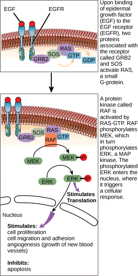 A two-panel diagram of the EGF receptor signaling cascade. Top panel: EGF binds EGFR at the plasma membrane, the receptor dimerizes, and GRB2 and SOS convert RAS from its GDP-bound to its GTP-bound form. Bottom panel: RAS-GTP activates RAF, which phosphorylates MEK, which phosphorylates ERK; phosphorylated ERK stimulates protein translation in the cytoplasm and, in the nucleus, gene transcription that drives cell proliferation, migration, adhesion, and angiogenesis, while inhibiting apoptosis.