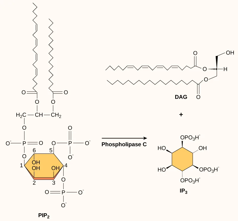 The molecular structures of PIP₂, DAG, and IP₃ are shown. PIP₂ is a phospholipid that is cleaved by phospholipase C to form DAG, which has a long hydrophobic tail, and IP₃, a ring structure with three phosphates attached.