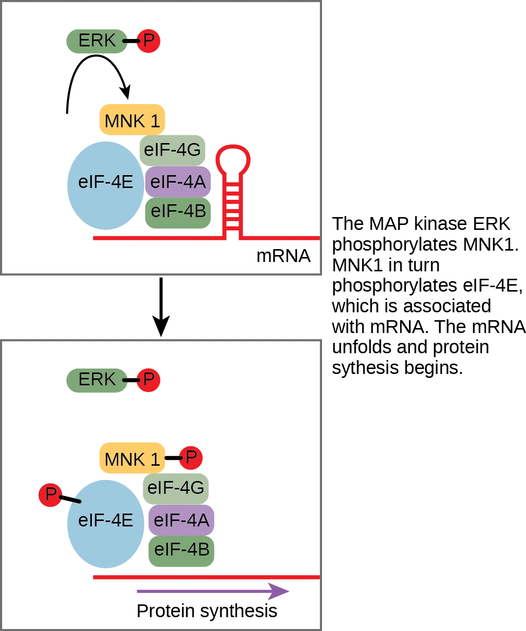 Two stacked panels of a translation-initiation complex on an mRNA strand, before and after the ERK cascade phosphorylates it.