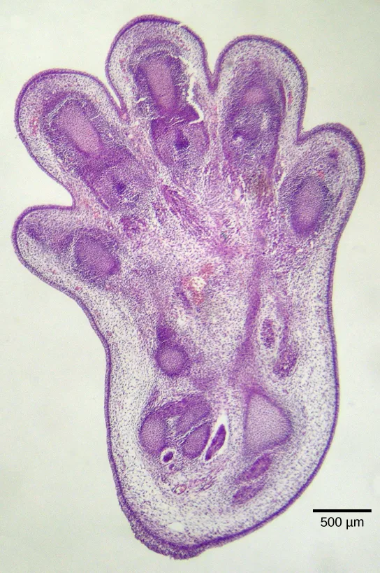 A purple-stained light micrograph of a mouse embryo's paw, showing five digit buds still joined by webbing of tissue between them, with a scale bar reading 500 µm.