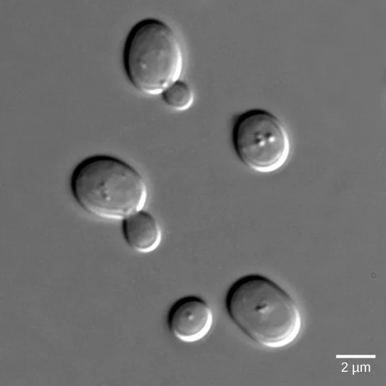 A differential interference contrast micrograph of rounded yeast cells on a grey background, several shown with a smaller round bud attached to a larger parent cell — a stage of asexual budding — with a 2 µm scale bar in the corner.