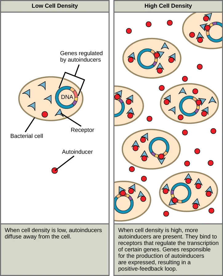 A two-panel diagram contrasting bacterial autoinducer signaling at low versus high cell density: at low density a single bacterial cell releases an autoinducer that diffuses away without binding; at high density many crowded cells produce enough autoinducer to bind their own receptors, switching on the genes that make more autoinducer in a self-amplifying loop.