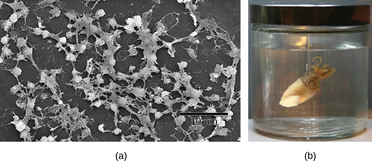 Two photographs side by side: (a) a scanning electron micrograph of a tangled, web-like Staphylococcus aureus biofilm coating a surface, with a 10 µm scale bar; (b) a glass specimen jar holding a preserved Hawaiian bobtail squid submerged in liquid.