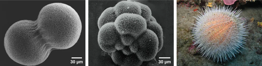 Three panels: (a) a black-and-white scanning electron micrograph of a dumbbell-shaped two-cell embryo, (b) a black-and-white scanning electron micrograph of a rounder, sixteen-cell embryo made of many bumpy lobes, and (c) a color photograph of an adult sea urchin, a spiny orange-and-white ball resting on a reef.