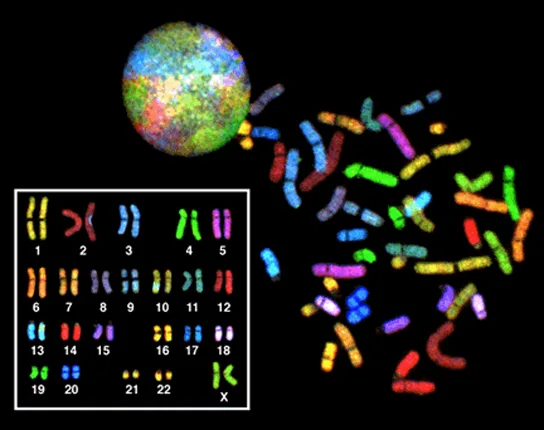 A colorful, multicolored sphere representing a cell nucleus, a scattered array of condensed, differently colored chromosomes, and a boxed table arranging matched pairs of the same chromosomes by size into a karyotype.