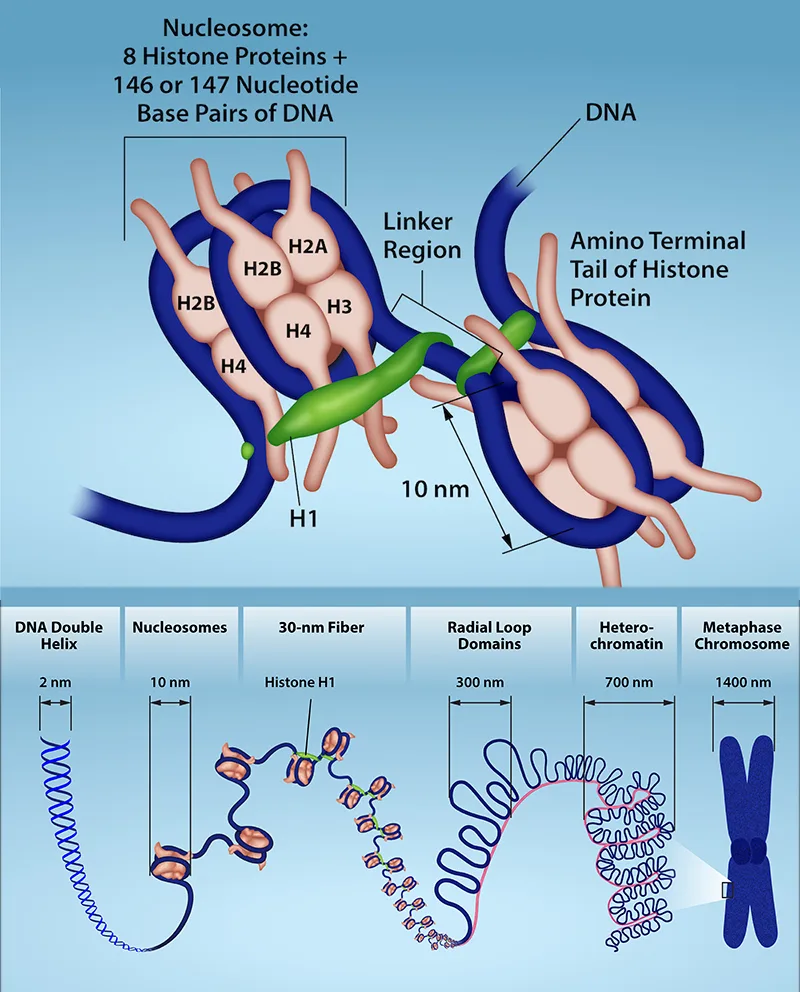 A labeled illustration of a nucleosome—eight histone proteins wrapped by DNA—above a six-panel diagram comparing DNA packing at increasing size scales from a 2-nanometer double helix to a 1400-nanometer metaphase chromosome.