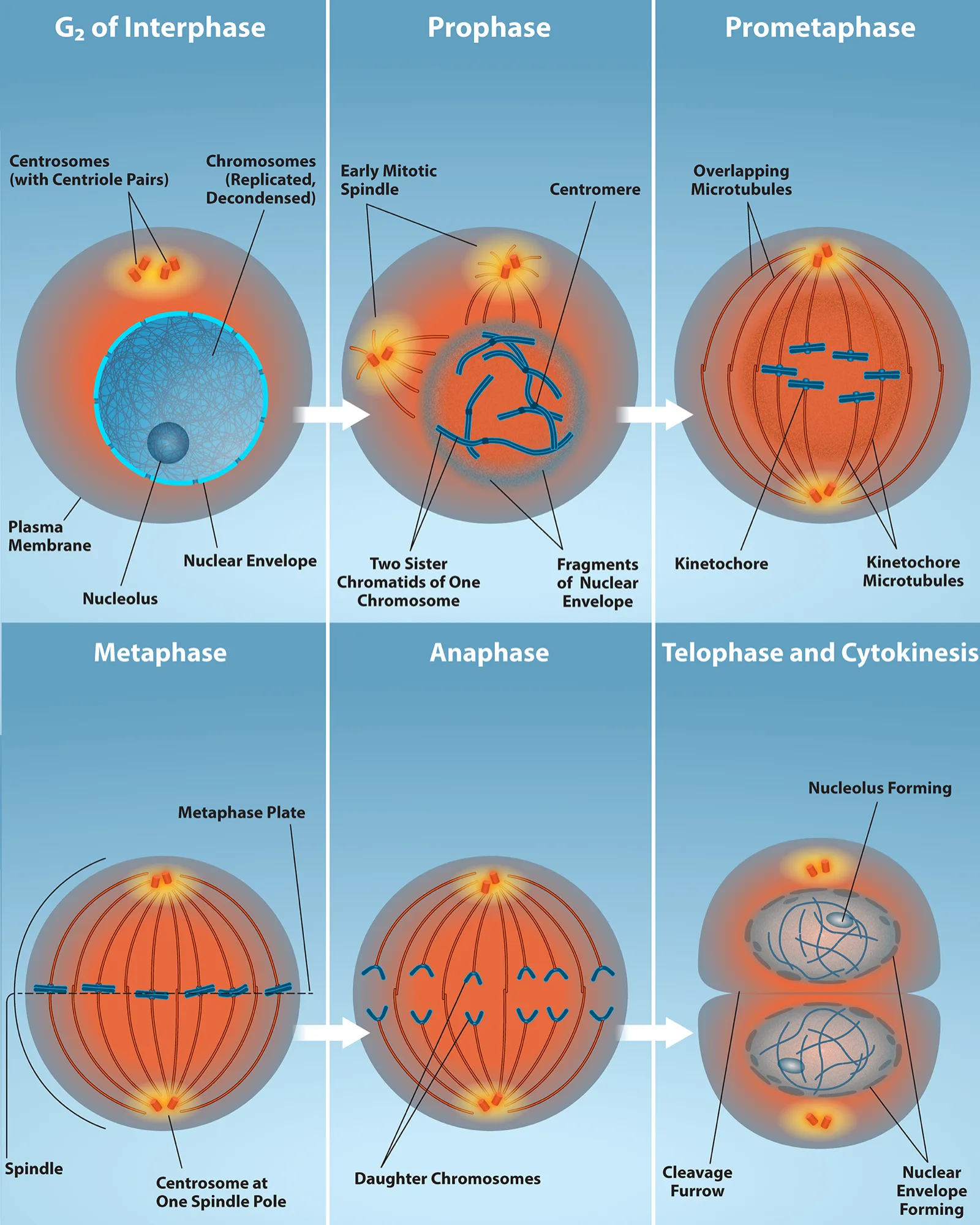A six-panel diagram of the mitotic phase, each panel an orange sphere (the cell) with two yellow centrosomes and radiating spindle fibers: G₂ of Interphase, Prophase, Prometaphase, Metaphase, Anaphase, and Telophase and Cytokinesis, tracing the chromosomes from an intact nucleus through condensation, alignment, separation, and the re-forming of two nuclei in a cell beginning to pinch in two.