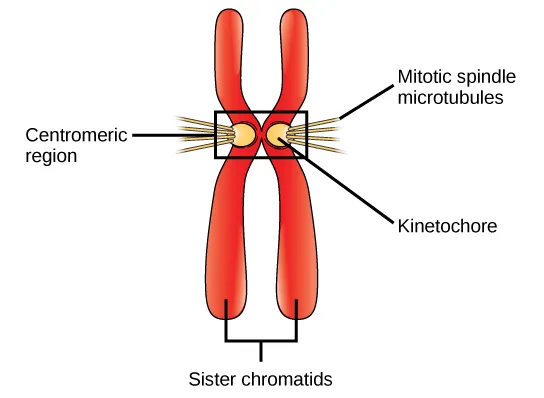 A single chromosome made of two sister chromatids, drawn as two parallel red rod-shaped strands joined at a shared centromeric region in the middle. A small tan oval on each strand at that junction marks its kinetochore, and thin lines fan outward from each kinetochore.