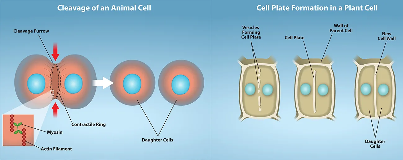 Two side-by-side illustrated panels. (a) Cleavage of an animal cell: a contractile ring pinches a round cell's equator inward until it divides into two round daughter cells, each with a central nucleus. (b) Cell plate formation in a plant cell: a walled plant cell with two nuclei is shown at three stages as vesicles accumulate at the center and fuse into a growing cell plate that reaches the existing side walls, producing two separately walled daughter cells.