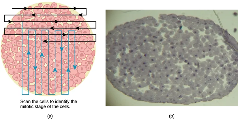 Two panels. (a) An illustration of an oval cross-section packed with rounded cells, overlaid with four black horizontal scan brackets whose arrows alternate direction — left to right across the top row, then right to left — and, below them, five blue vertical scan tracks whose arrows alternate up and down, captioned 'Scan the cells to identify the mitotic stage of the cells.' (b) A bright-field micrograph of an oval whitefish blastula cross-section showing the same densely packed cells, most with round pale nuclei and a few with darker, condensed chromatin visible at various stages of mitosis.
