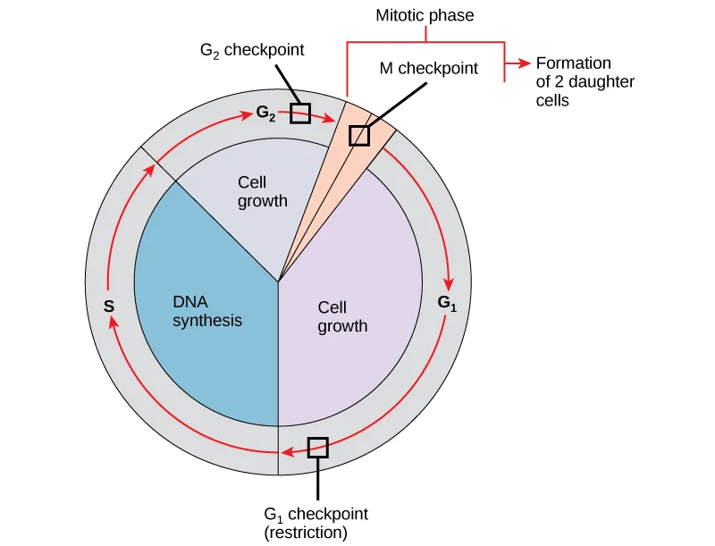 A circular diagram of the cell cycle divided into four labeled phases — G₁ (cell growth), S (DNA synthesis), G₂ (cell growth), and a wedge-shaped mitotic phase — with red arrows tracing the clockwise direction of progression and three black checkpoint boxes marking the G₁ checkpoint, the G₂ checkpoint, and the M checkpoint at the start of the mitotic phase, leading to an arrow labeled 'Formation of 2 daughter cells.'