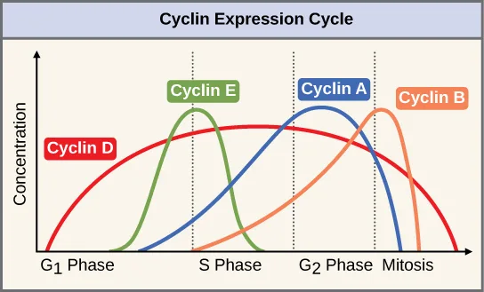 A line graph titled 'Cyclin Expression Cycle' plotting the relative concentration of four cyclin proteins against the phases of the cell cycle (G₁, S, G₂, and mitosis) on the x-axis, with each cyclin's curve rising to a different, overlapping peak across the cycle.